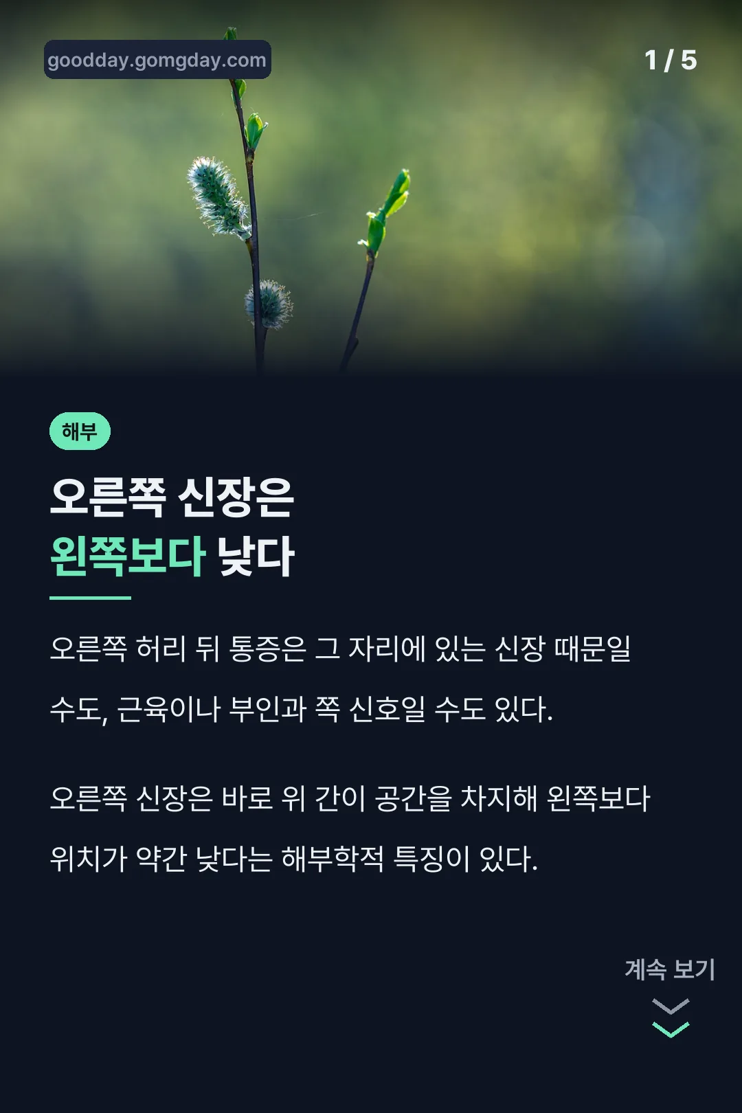 오른쪽 신장이 왼쪽보다 낮다는 해부학적 사실