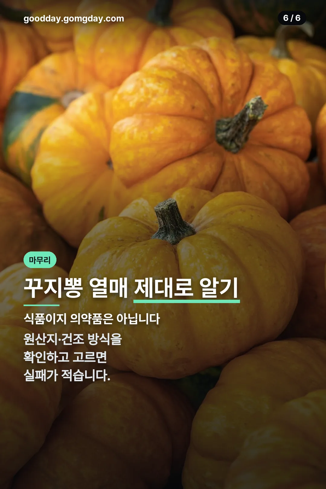 꾸지뽕 열매 마무리 정리