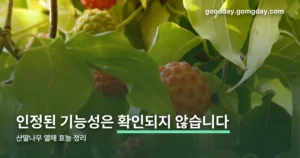 산딸나무열매효능 정리 썸네일
