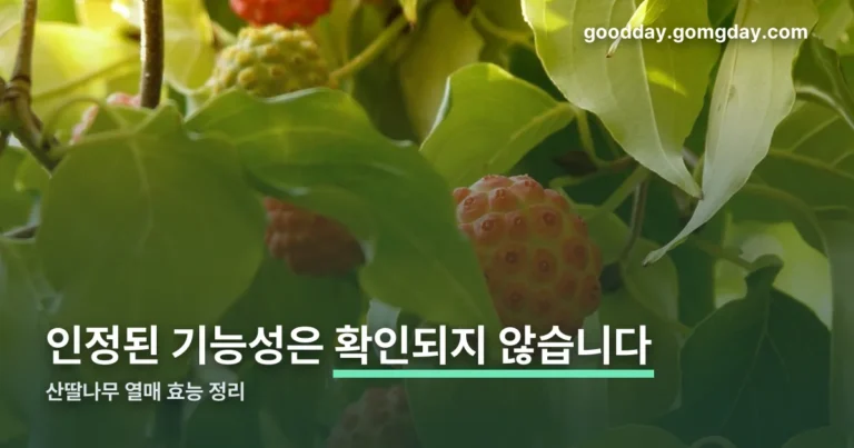 산딸나무열매효능 정리 썸네일