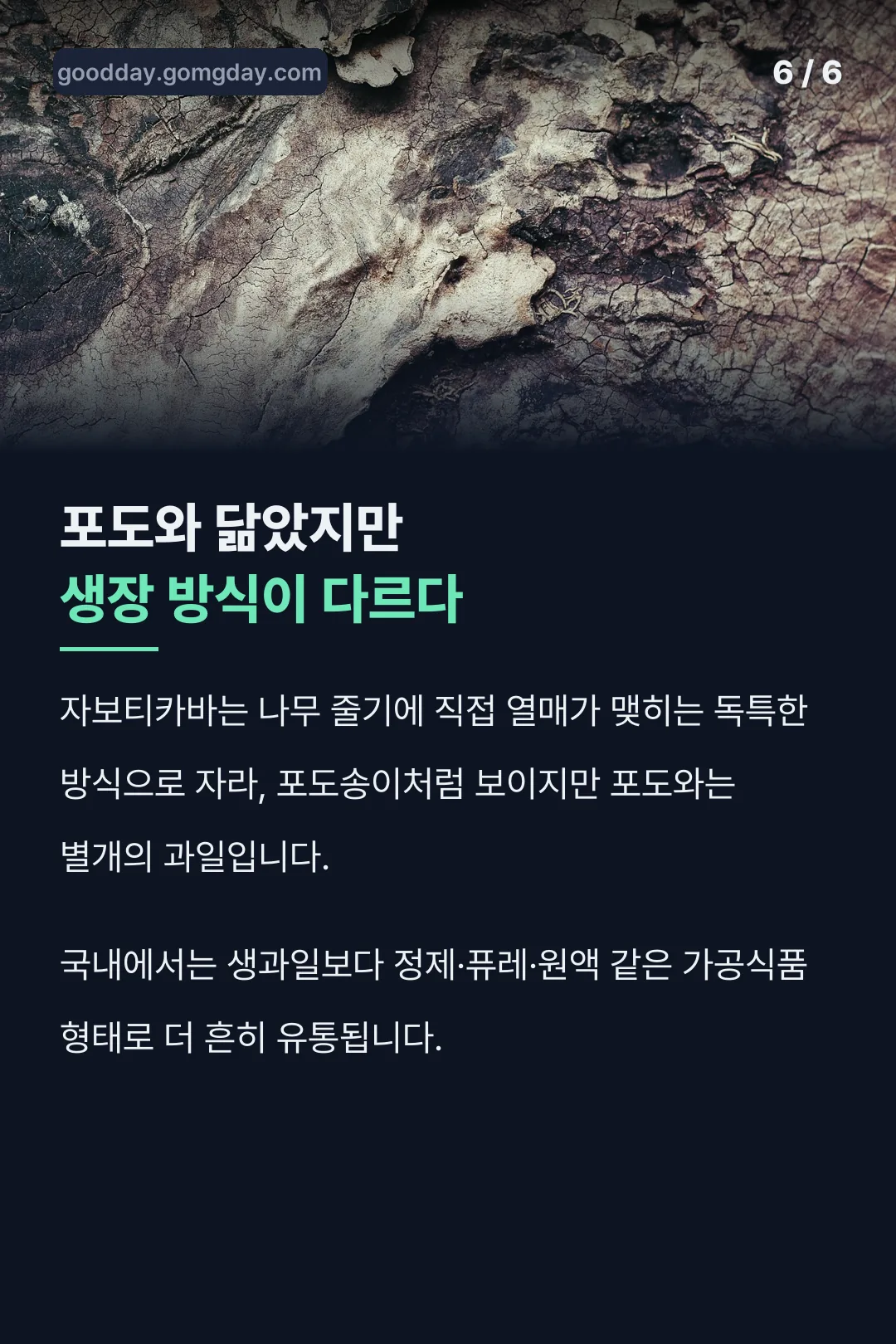 포도와 다른 생장 방식