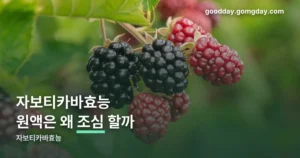 자보티카바효능 정리 썸네일