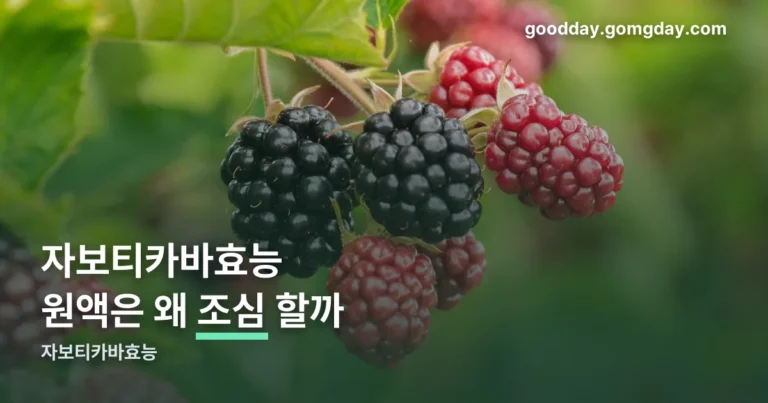 자보티카바효능 정리 썸네일