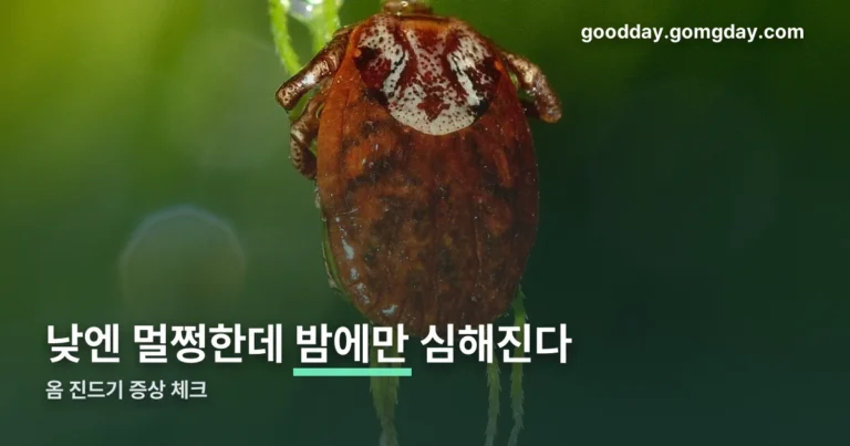 옴 진드기 증상 정리 썸네일